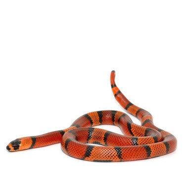 Honduran Milk Snake